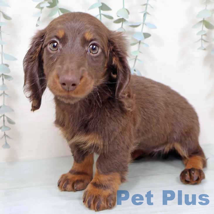 山梨県のミニチュアダックスフンド(ロング) (ペットプラス 甲府国母店/2025年11月9日生まれ/女の子/ブラウンタン)の子犬の1枚目の画像