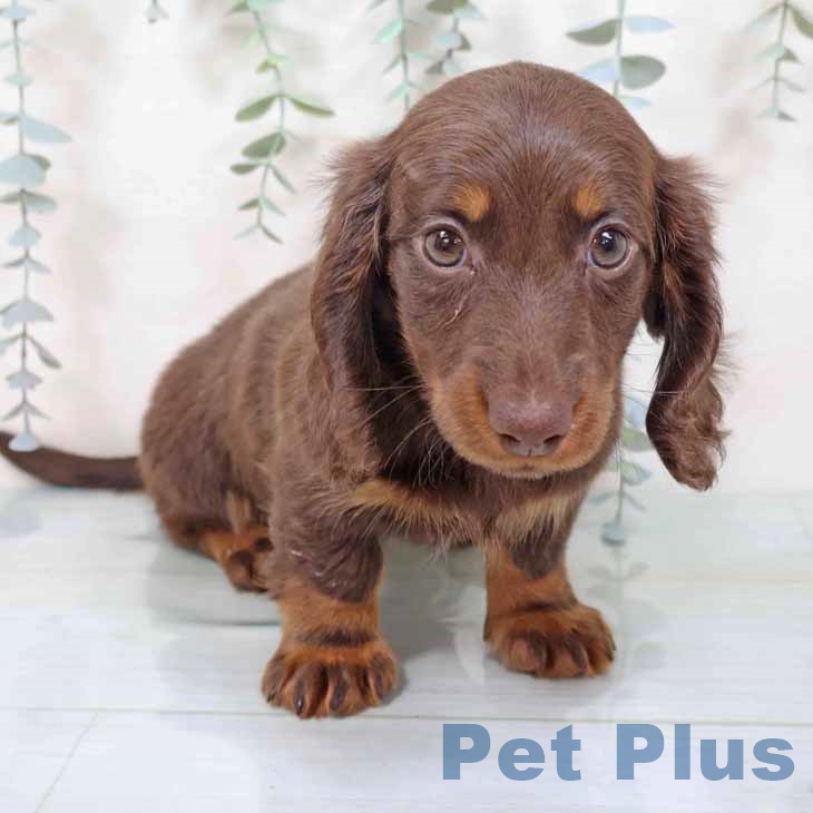 山梨県のミニチュアダックスフンド(ロング) (ペットプラス 甲府国母店/2025年11月9日生まれ/女の子/ブラウンタン)の子犬の2枚目の画像