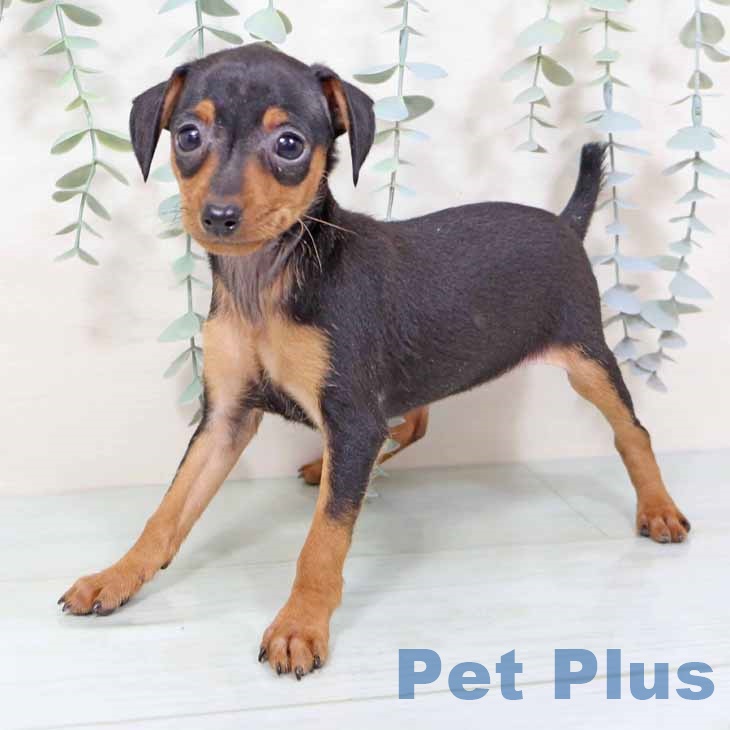 大阪府のミニチュアピンシャー (ペットプラス 鶴見店/2025年11月11日生まれ/女の子/ブラックタン)の子犬の1枚目の画像