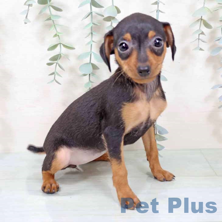 大阪府のミニチュアピンシャー (ペットプラス 鶴見店/2025年11月11日生まれ/女の子/ブラックタン)の子犬の2枚目の画像