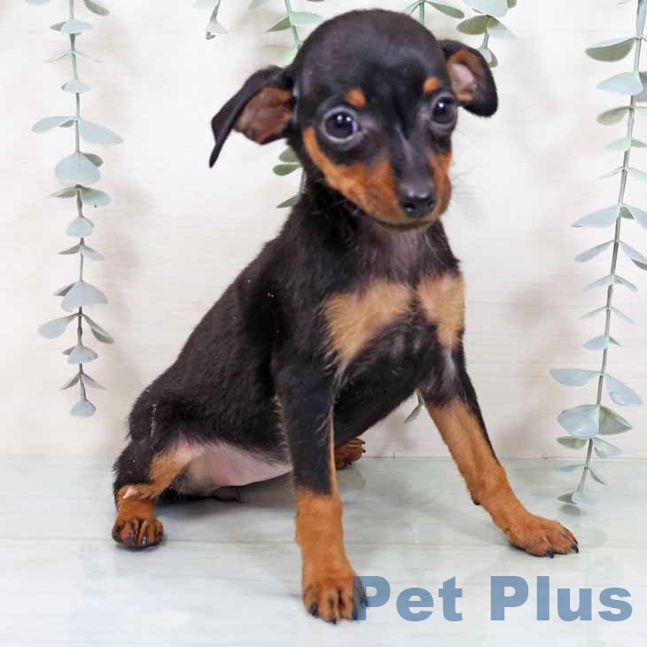 京都府のミニチュアピンシャー (ペットプラス 京都桂川店/2025年11月11日生まれ/女の子/ブラックタン)の子犬の2枚目の画像