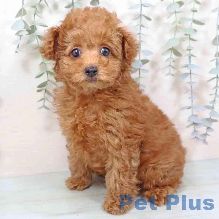 大阪府のトイプードル(トイ) (ペットプラス 鶴見店/2025年11月9日生まれ/男の子/レッドフォーン)の子犬の1枚目の画像