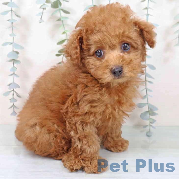 大阪府のトイプードル(トイ) (ペットプラス 鶴見店/2025年11月9日生まれ/男の子/レッドフォーン)の子犬の2枚目の画像