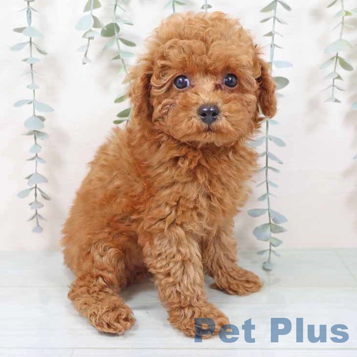 京都府のトイプードル(トイ) (ペットプラス イオンモールKYOTO店/2025年11月11日生まれ/男の子/レッドフォーン)の子犬の2枚目の画像