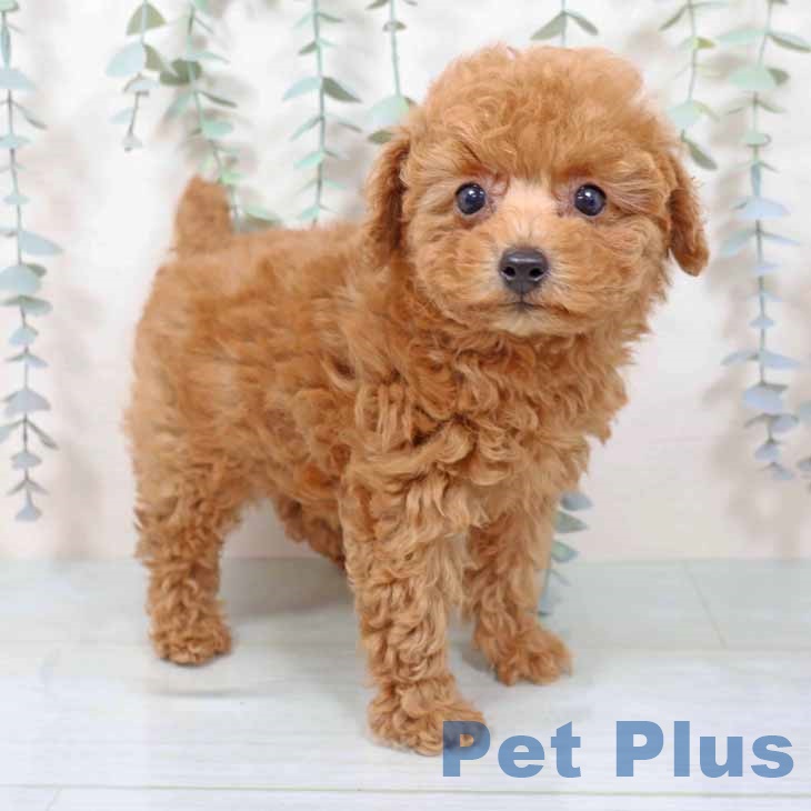 新潟県のトイプードル(トイ) (ペットプラス 新潟南店/2025年11月11日生まれ/女の子/レッドフォーン)の子犬の1枚目の画像