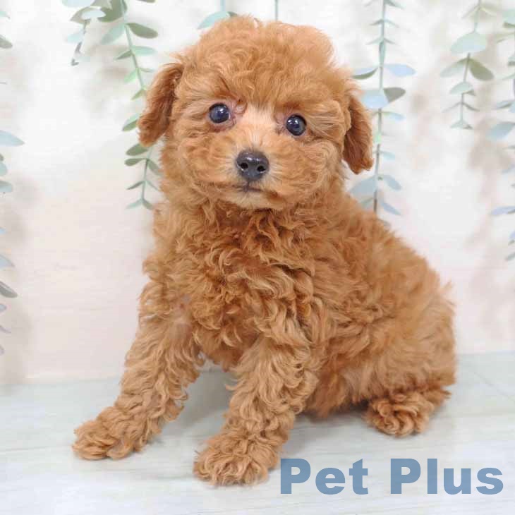 新潟県のトイプードル(トイ) (ペットプラス 新潟南店/2025年11月11日生まれ/女の子/レッドフォーン)の子犬の2枚目の画像