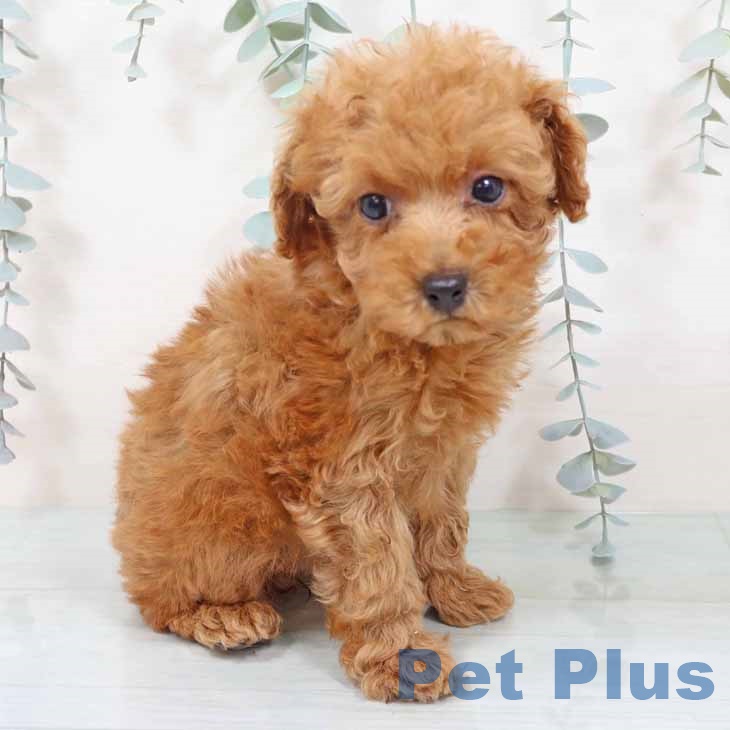 大阪府のトイプードル(トイ) (ペットプラス ららぽーと和泉店/2025年11月11日生まれ/女の子/レッドフォーン)の子犬の1枚目の画像