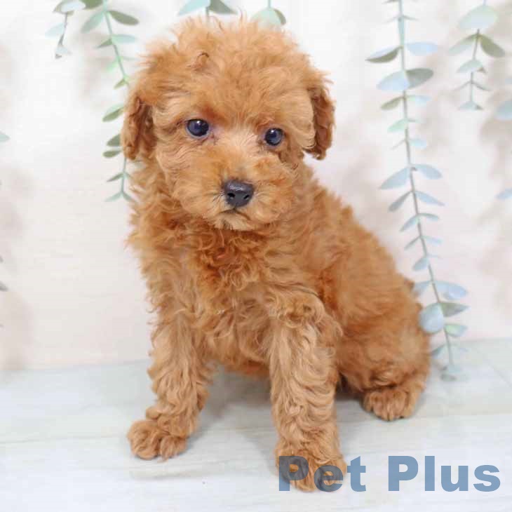 大阪府のトイプードル(トイ) (ペットプラス ららぽーと和泉店/2025年11月11日生まれ/女の子/レッドフォーン)の子犬の2枚目の画像