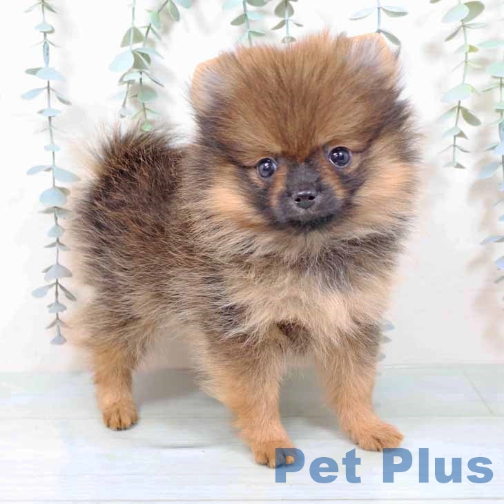 京都府のポメラニアン (ペットプラス 京都桂川店/2025年11月12日生まれ/女の子/オレンジセーブル)の子犬の1枚目の画像