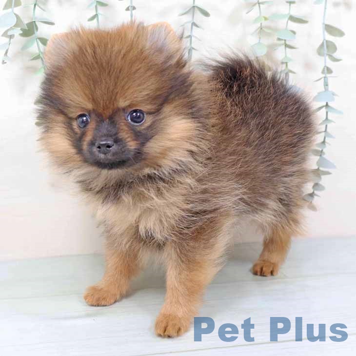 京都府のポメラニアン (ペットプラス 京都桂川店/2025年11月12日生まれ/女の子/オレンジセーブル)の子犬の2枚目の画像