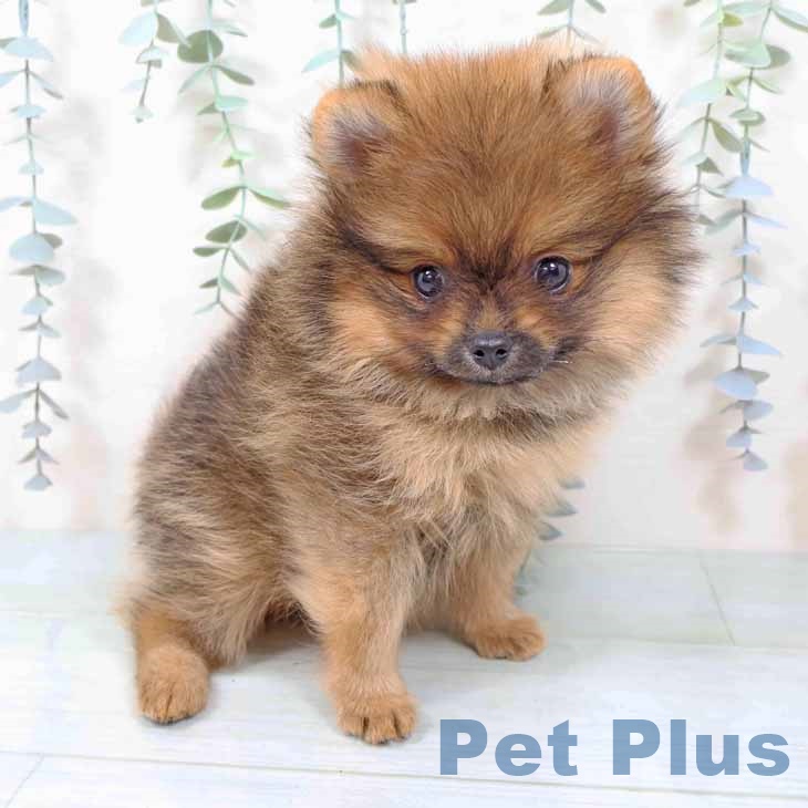 奈良県のポメラニアン (ペットプラス 大和郡山店/2025年11月12日生まれ/女の子/オレンジセーブル)の子犬の2枚目の画像