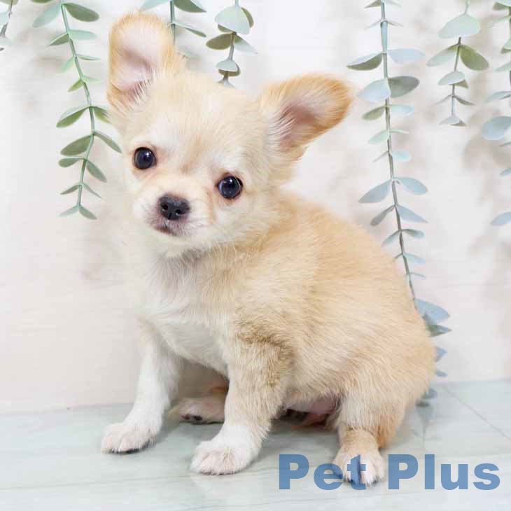 大阪府のチワワ(ロング) (ペットプラス イオン大日店/2025年11月6日生まれ/女の子/クリーム)の子犬の1枚目の画像