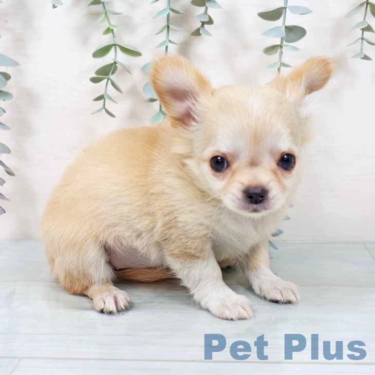 大阪府のチワワ(ロング) (ペットプラス イオン大日店/2025年11月6日生まれ/女の子/クリーム)の子犬の2枚目の画像