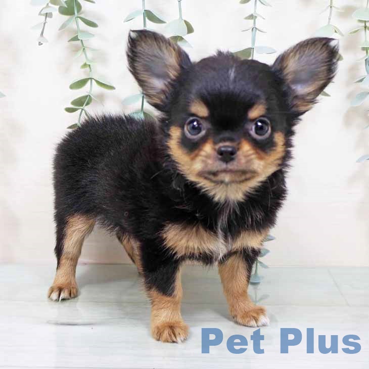 大阪府のチワワ(ロング) (ペットプラス ららぽーと和泉店/2025年11月6日生まれ/男の子/ブラックタン)の子犬の1枚目の画像