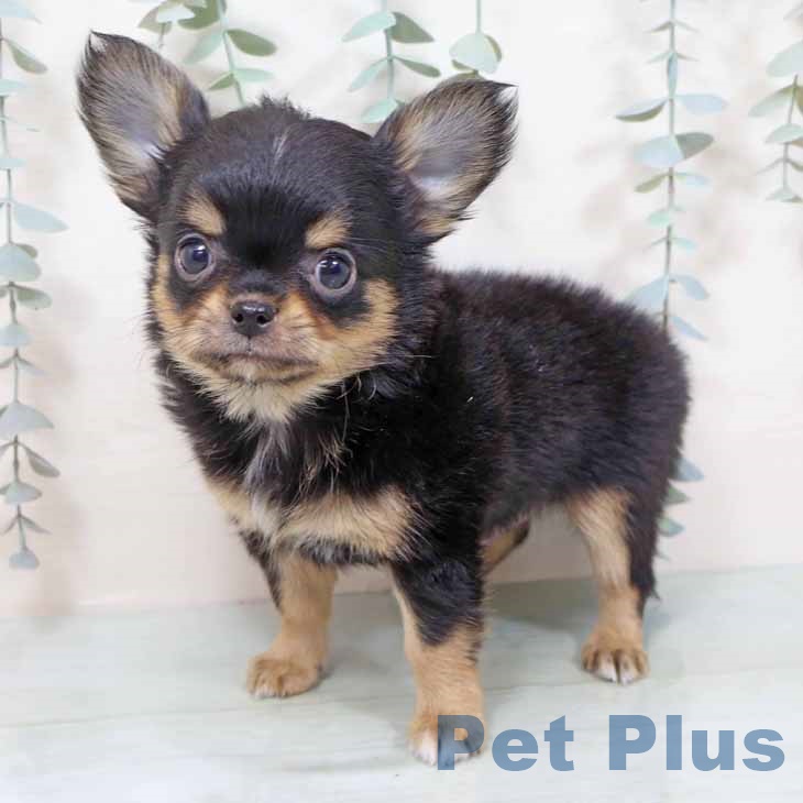 大阪府のチワワ(ロング) (ペットプラス ららぽーと和泉店/2025年11月6日生まれ/男の子/ブラックタン)の子犬の2枚目の画像