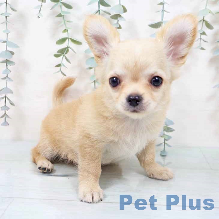 大阪府のチワワ(ロング) (ペットプラス 大阪ドームシティ店/2025年11月6日生まれ/男の子/クリーム)の子犬の1枚目の画像