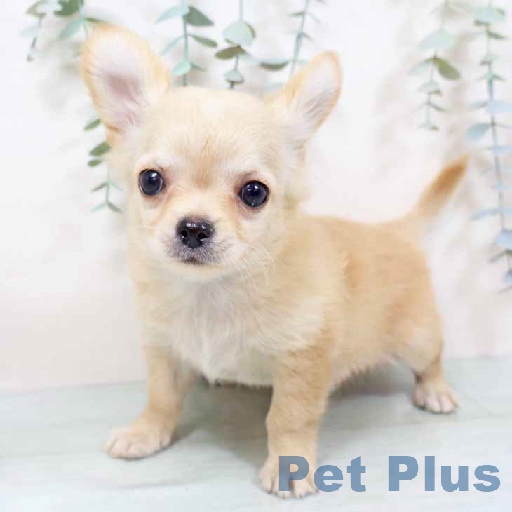 大阪府のチワワ(ロング) (ペットプラス 大阪ドームシティ店/2025年11月6日生まれ/男の子/クリーム)の子犬の2枚目の画像