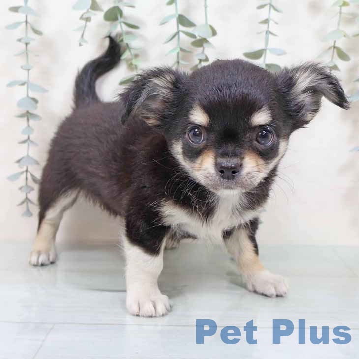 大阪府のチワワ(ロング) (ペットプラス りんくう泉南店/2025年11月6日生まれ/男の子/ブラックタンホワイト)の子犬の1枚目の画像