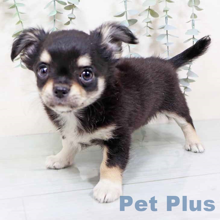 大阪府のチワワ(ロング) (ペットプラス りんくう泉南店/2025年11月6日生まれ/男の子/ブラックタンホワイト)の子犬の2枚目の画像