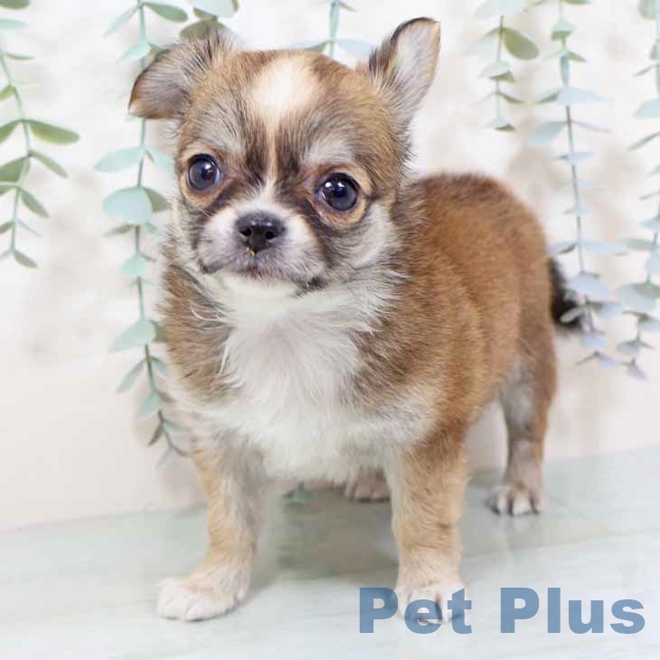 京都府のチワワ(ロング) (ペットプラス 京都桂川店/2025年11月6日生まれ/女の子/フォーンホワイト)の子犬の2枚目の画像