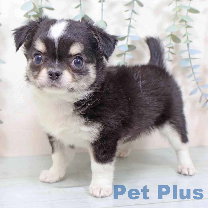 京都府のチワワ(ロング) (ペットプラス 久御山店/2025年11月10日生まれ/男の子/ブラックタンホワイト)の子犬の1枚目の画像