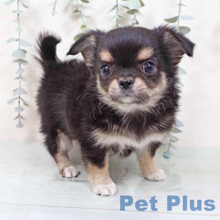 大阪府のチワワ(ロング) (ペットプラス ららぽーと和泉店/2025年11月10日生まれ/女の子/ブラックタンホワイト)の子犬の1枚目の画像