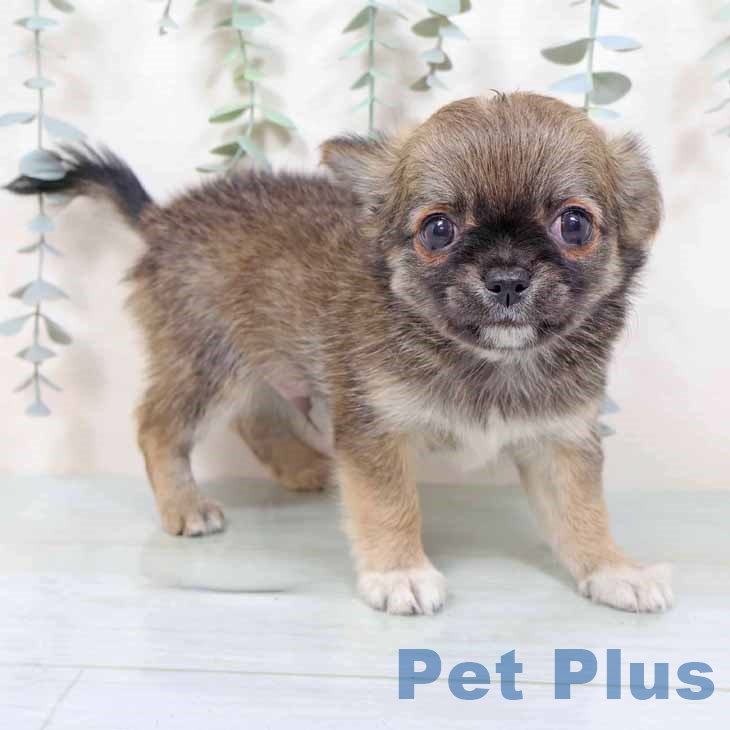 大阪府のチワワ(ロング) (ペットプラス 四條畷店/2025年11月6日生まれ/男の子/セーブルホワイト)の子犬の1枚目の画像