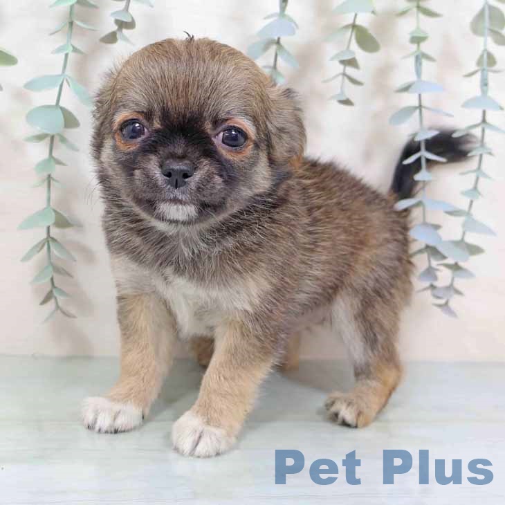 大阪府のチワワ(ロング) (ペットプラス 四條畷店/2025年11月6日生まれ/男の子/セーブルホワイト)の子犬の2枚目の画像