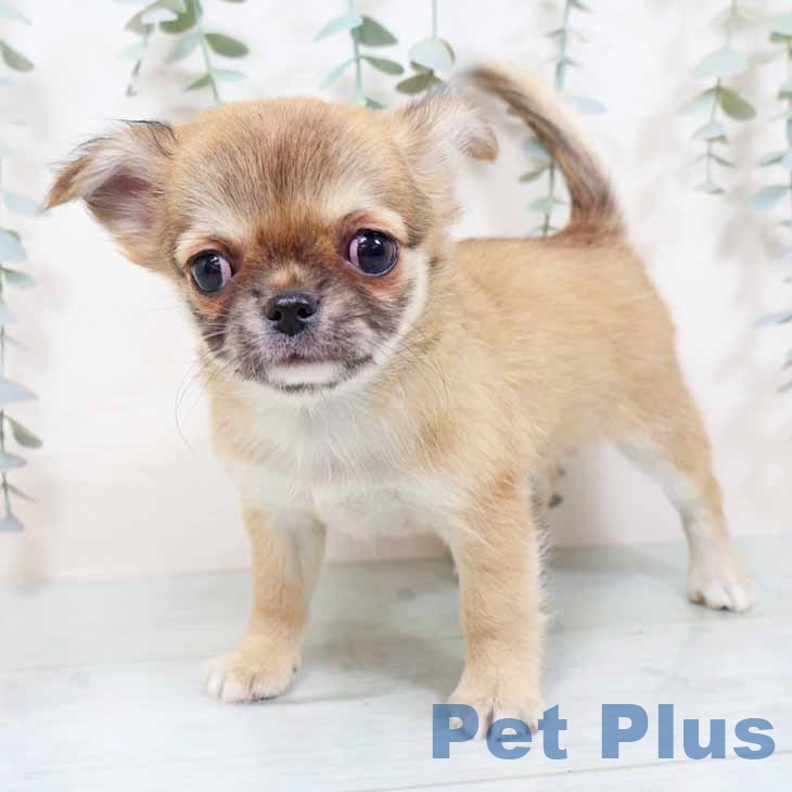 大阪府のチワワ(ロング) (ペットプラス ららぽーと和泉店/2025年11月6日生まれ/女の子/フォーン)の子犬の1枚目の画像