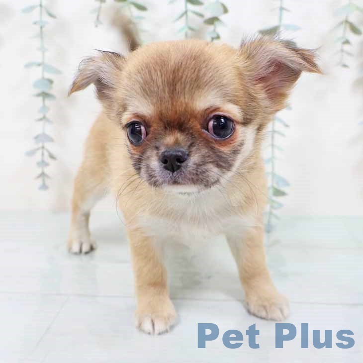 大阪府のチワワ(ロング) (ペットプラス ららぽーと和泉店/2025年11月6日生まれ/女の子/フォーン)の子犬の2枚目の画像