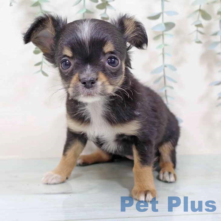 大阪府のチワワ(ロング) (ペットプラス イオン大日店/2025年11月6日生まれ/女の子/ブラックタンホワイト)の子犬の1枚目の画像