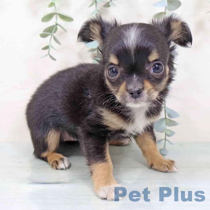 大阪府のチワワ(ロング) (ペットプラス イオン大日店/2025年11月6日生まれ/女の子/ブラックタンホワイト)の子犬の2枚目の画像