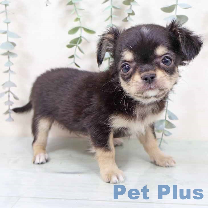 大阪府のチワワ(ロング) (ペットプラス 四條畷店/2025年11月6日生まれ/女の子/ブラックタンホワイト)の子犬の1枚目の画像