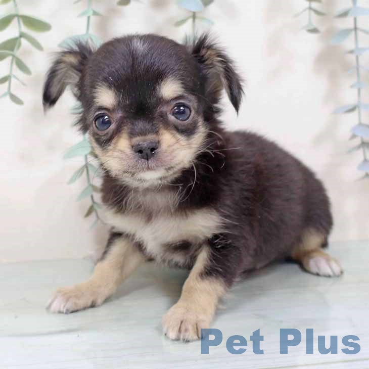 大阪府のチワワ(ロング) (ペットプラス 四條畷店/2025年11月6日生まれ/女の子/ブラックタンホワイト)の子犬の2枚目の画像