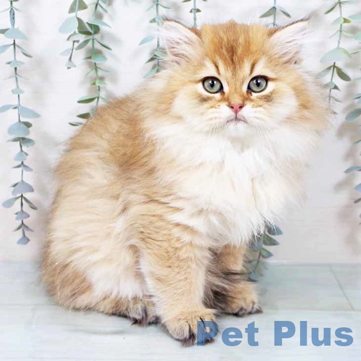 京都府のブリティッシュロングヘアー (ペットプラス イオンモールKYOTO店/2025年10月19日生まれ/男の子/ゴールデン)の子猫の1枚目の画像