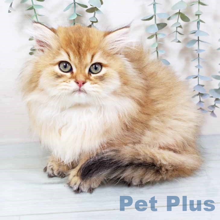 京都府のブリティッシュロングヘアー (ペットプラス イオンモールKYOTO店/2025年10月19日生まれ/男の子/ゴールデン)の子猫の2枚目の画像