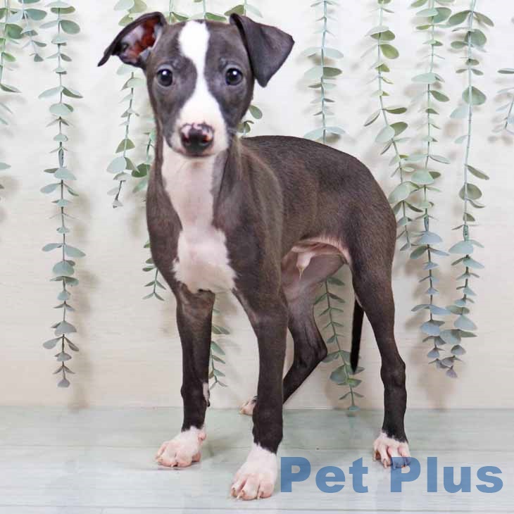 岩手県のイタリアングレーハウンド (ペットプラス 盛岡南店/2025年11月11日生まれ/男の子/シールホワイトマーキング)の子犬