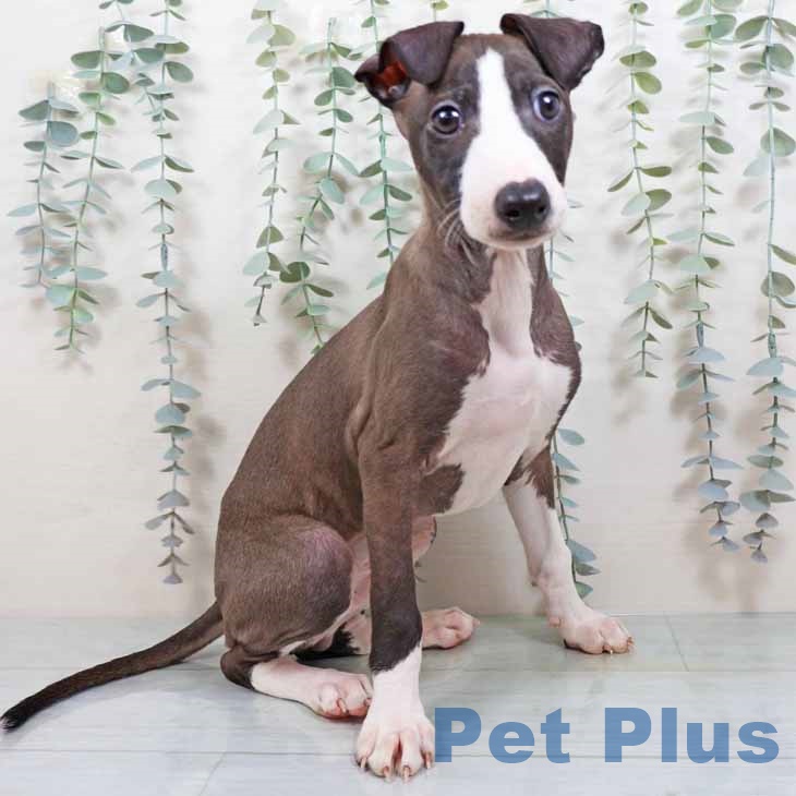 茨城県のイタリアングレーハウンド (ペッツワン つくば店/2025年11月11日生まれ/男の子/シールホワイトマーキング)の子犬の1枚目の画像