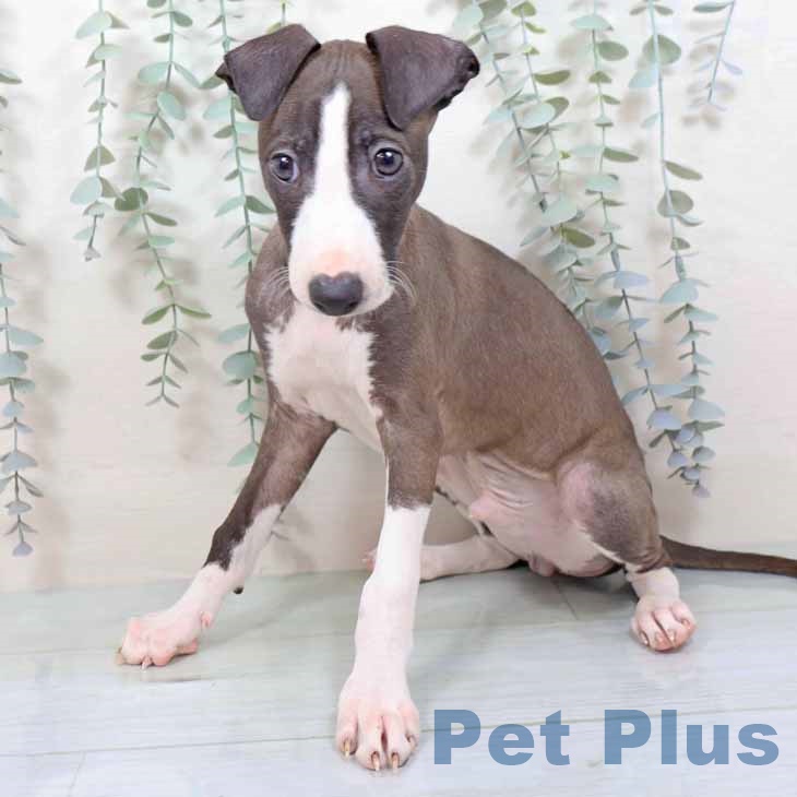 茨城県のイタリアングレーハウンド (ペッツワン つくば店/2025年11月11日生まれ/男の子/シールホワイトマーキング)の子犬の2枚目の画像