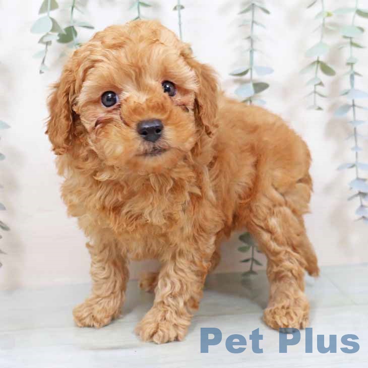 兵庫県のトイプードル(トイ) (ペットプラス 明石店/2025年11月9日生まれ/男の子/オレンジフォーン)の子犬の2枚目の画像