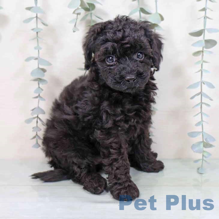 京都府のトイプードル(トイ) (ペットプラス イオンモールKYOTO店/2025年11月9日生まれ/女の子/ブラック)の子犬の2枚目の画像