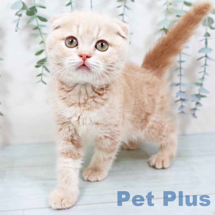 大阪府のスコティッシュフォールド (ペットプラス りんくう泉南店/2025年11月10日生まれ/男の子/クリームタビー)の子猫の1枚目の画像