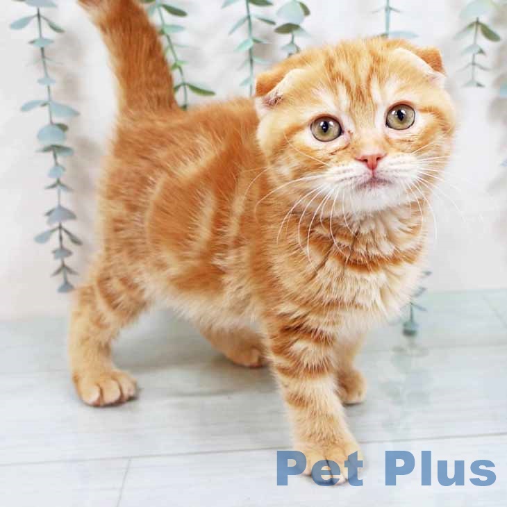 京都府のスコティッシュフォールド (ペットプラス 久御山店/2025年11月10日生まれ/女の子/レッドタビー)の子猫の1枚目の画像