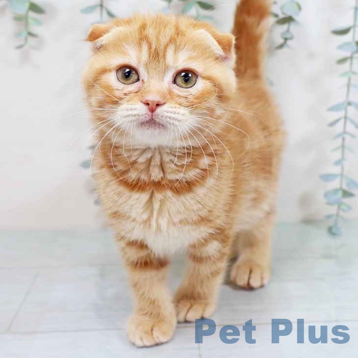 京都府のスコティッシュフォールド (ペットプラス 久御山店/2025年11月10日生まれ/女の子/レッドタビー)の子猫の2枚目の画像