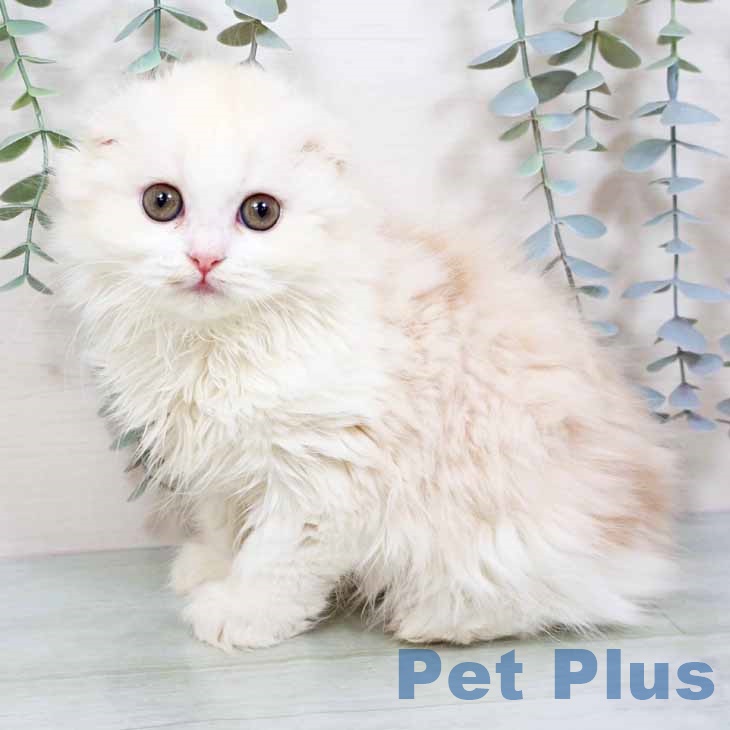 大阪府のスコティッシュフォールド (ペットプラス イオン大日店/2025年11月10日生まれ/女の子/クリームタビーホワイト)の子猫の1枚目の画像