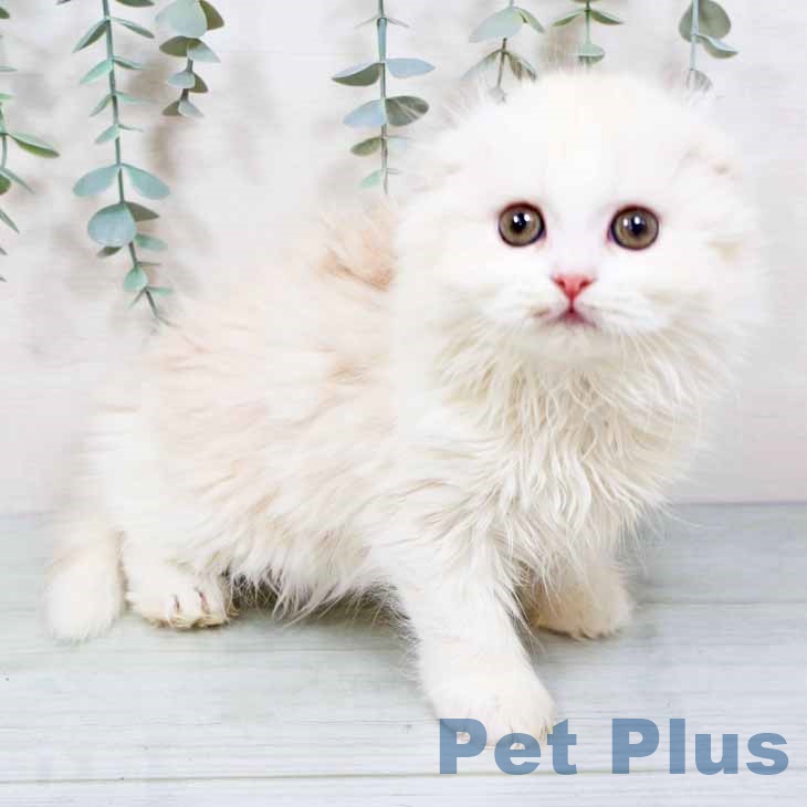 大阪府のスコティッシュフォールド (ペットプラス イオン大日店/2025年11月10日生まれ/女の子/クリームタビーホワイト)の子猫の2枚目の画像