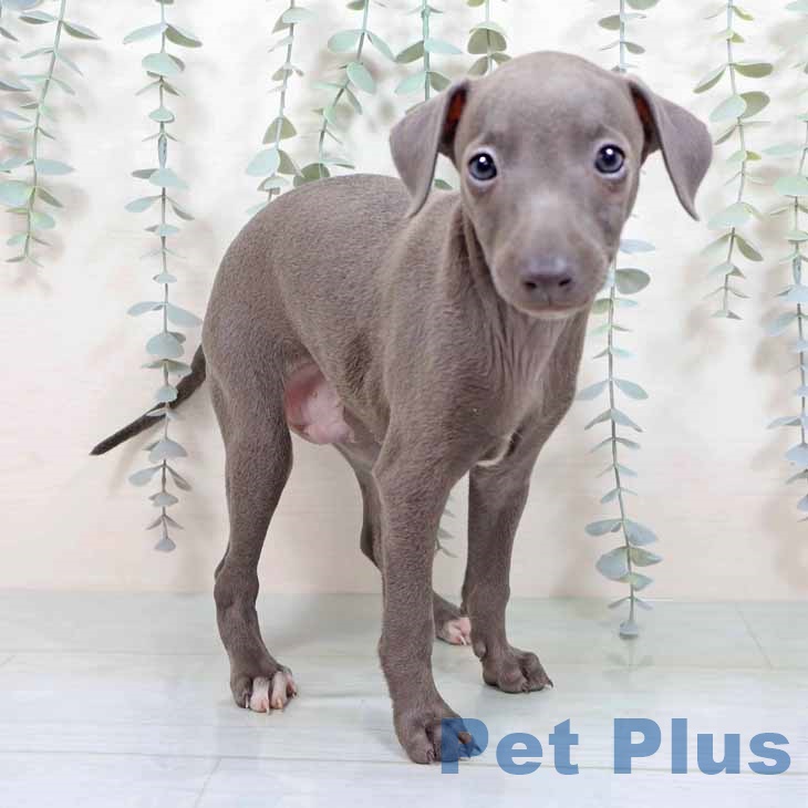 京都府のイタリアングレーハウンド (ペットプラス 醍醐店/2025年11月7日生まれ/男の子/ブルーホワイト)の子犬の1枚目の画像