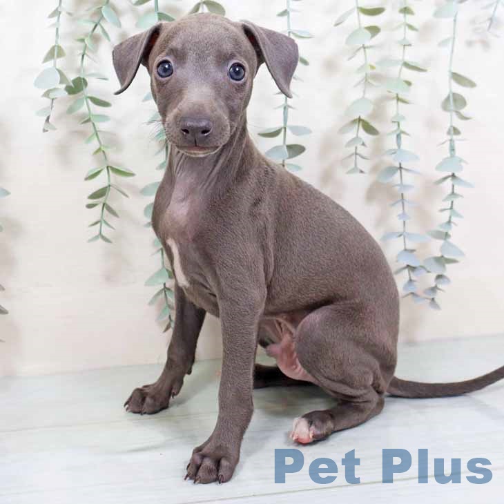 京都府のイタリアングレーハウンド (ペットプラス 醍醐店/2025年11月7日生まれ/男の子/ブルーホワイト)の子犬の2枚目の画像