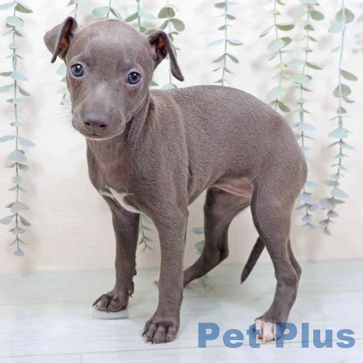 埼玉県のイタリアングレーハウンド (ペットプラス 羽生店/2025年11月7日生まれ/女の子/ブルーホワイト)の子犬の1枚目の画像