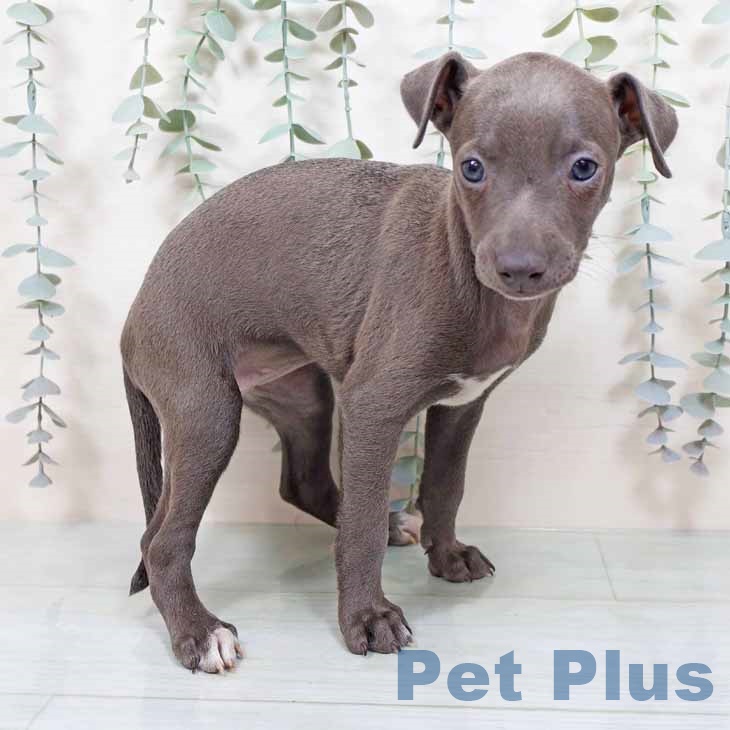 埼玉県のイタリアングレーハウンド (ペットプラス 羽生店/2025年11月7日生まれ/女の子/ブルーホワイト)の子犬の2枚目の画像